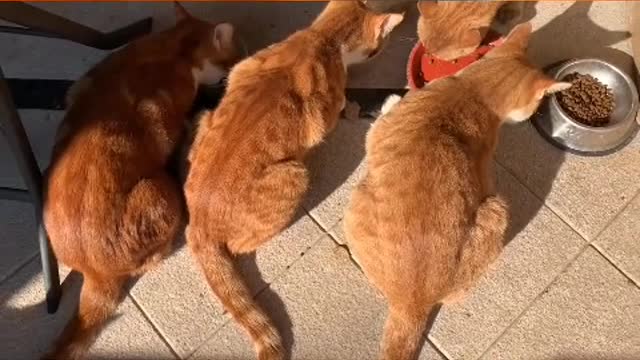 The cat's four PAWS are as fast as knives