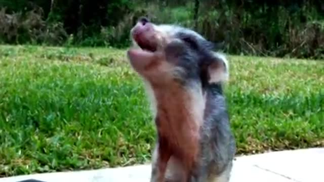 Baby pig plays the piano