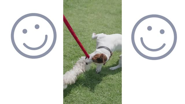 Funny Dog On Leash Playing With Toy