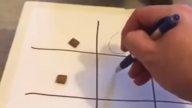 Hot to play tic tac toe with a cat