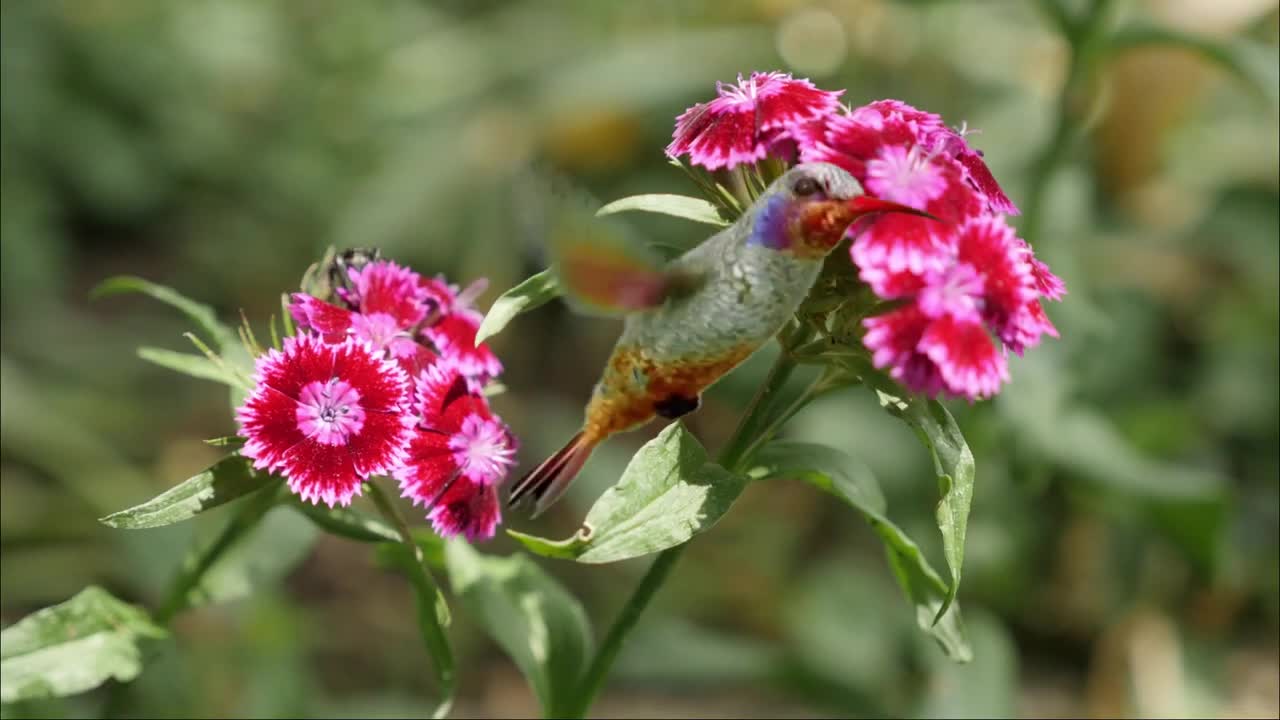 Hummingbird Wings Slow Motion | Facts About Hummingbirds Wing Beats Per Second