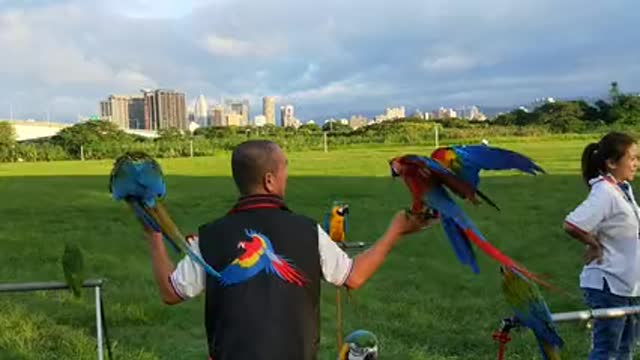 So wonderful parrot 🦜🦜 video