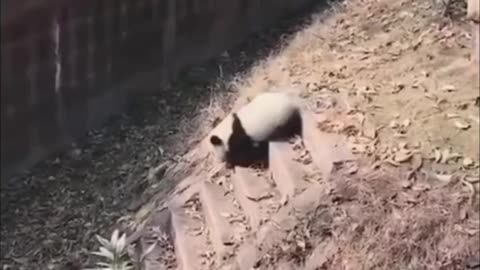 Among many animals, I think pandas are especially cute