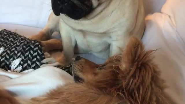 Chow chow and pug play