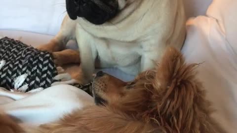 Chow chow and pug play