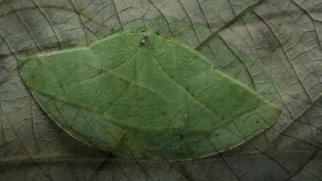 Wild insect MARIPOSA VERDE brazilian fauna wild animal atlantic forest brazilian brazil