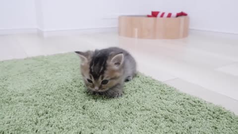 The kitten took care of his master and played with him