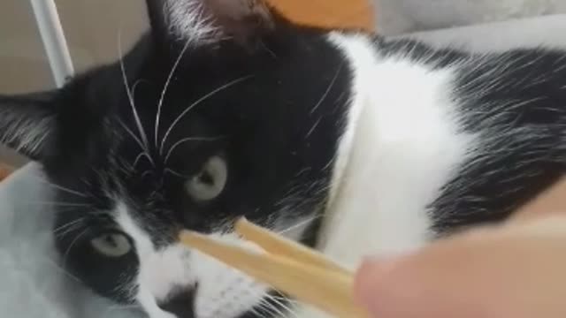 Cute Cat Chomping On Chopsticks