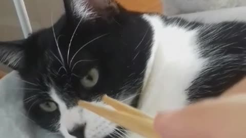 Cute Cat Chomping On Chopsticks