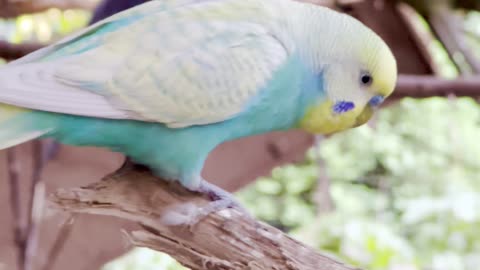 beautiful budgie male