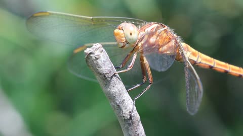 Robotic Dragonfly