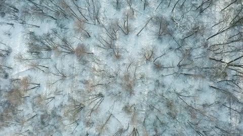 leafless trees on the winter