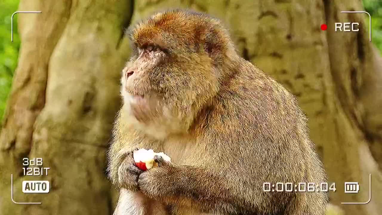 A monkey eats an apple in a funny way