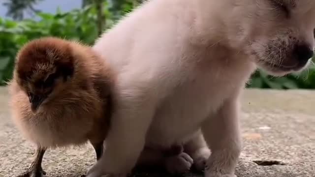 Friendship Little Dog & Chick