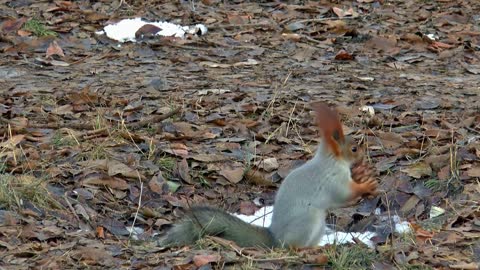 Cute Squirrel Playing With A Pinecone