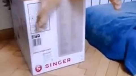 Cat verry funny video 😂🤣