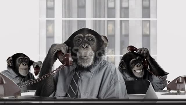 funny Business Monkey