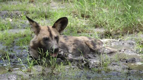 A wild dog resting in a mud puddle