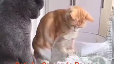 Gatinho Querendo Pegar o peixinho