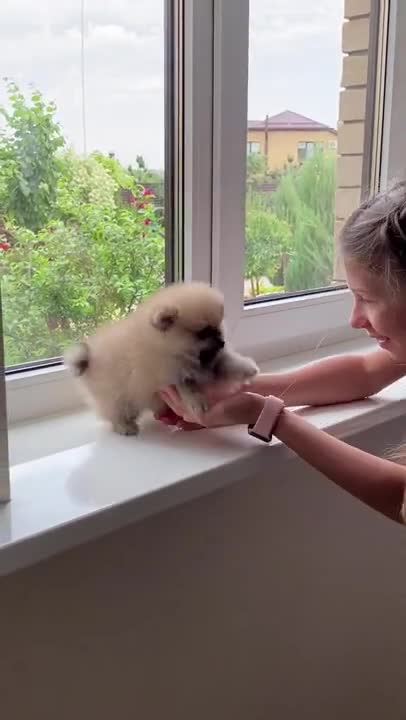 puppy dog Baby Dog # 🔴 Cute and Funny Dog Videos Compilation of Funny Puppy Video 2021 #short video