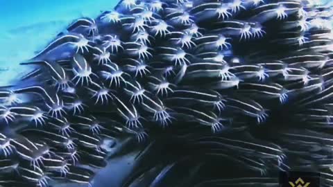 Osan best video in world USA fish cute
