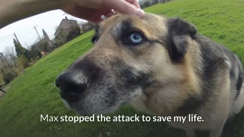 Owner Saved As Dog Takes Bullet Shots. What A Brave and Heroic Dog Max Is!