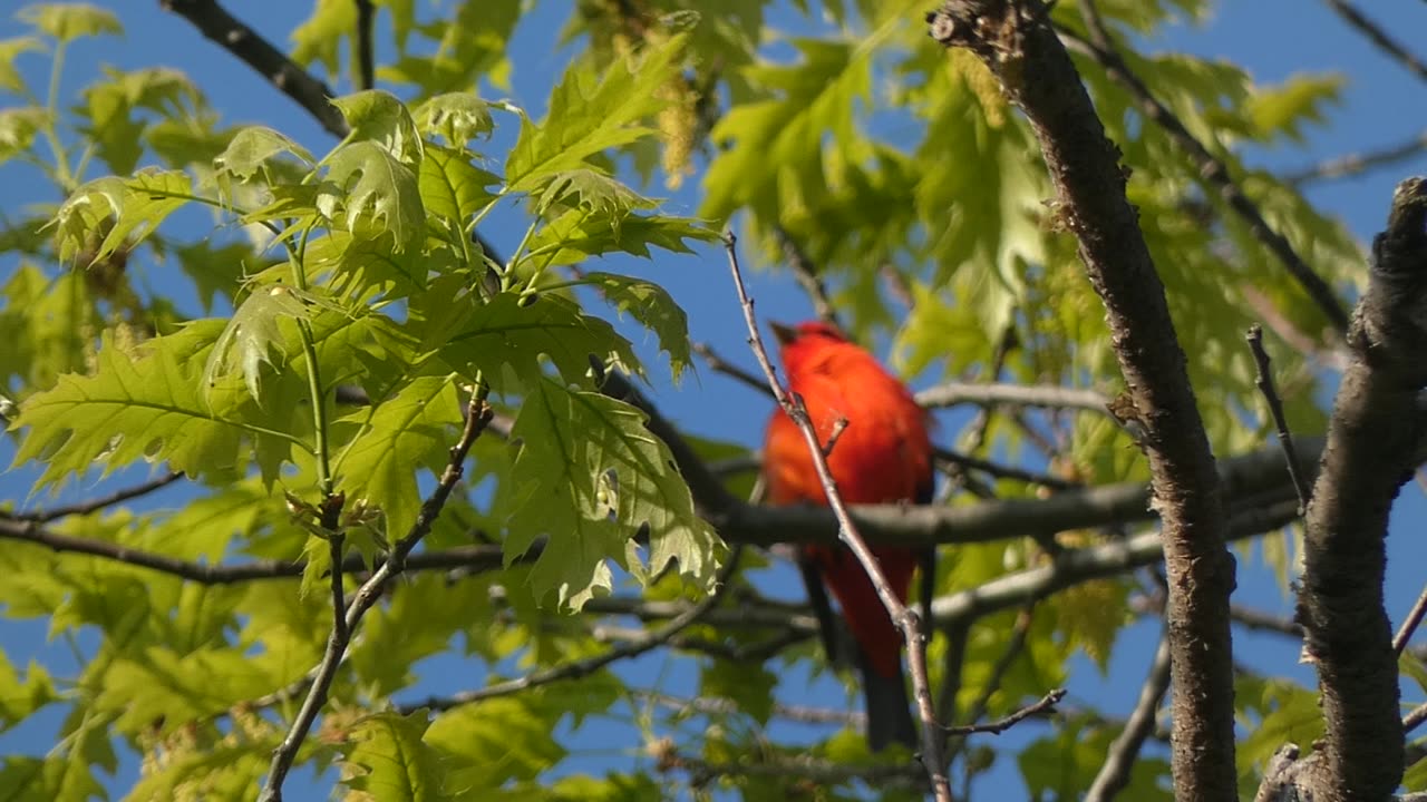 Scarlet Tanager Perched In Tree Video