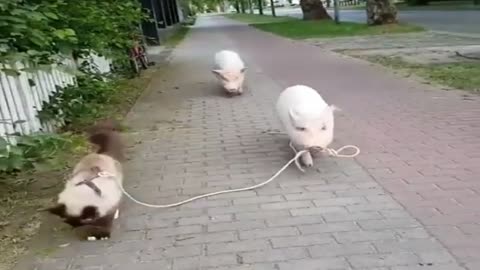 Unusual walk between pigs and a cat