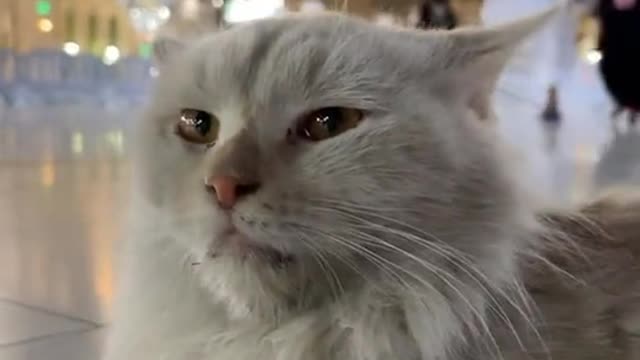 Makkah Haram sorif cute cat.