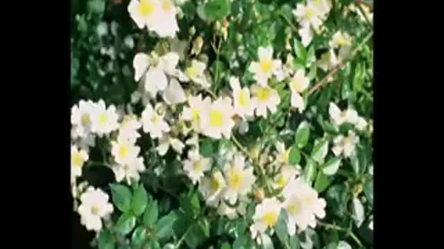 Odds and Ends Megamix