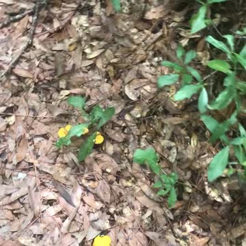 TrailPitStop Mushroom