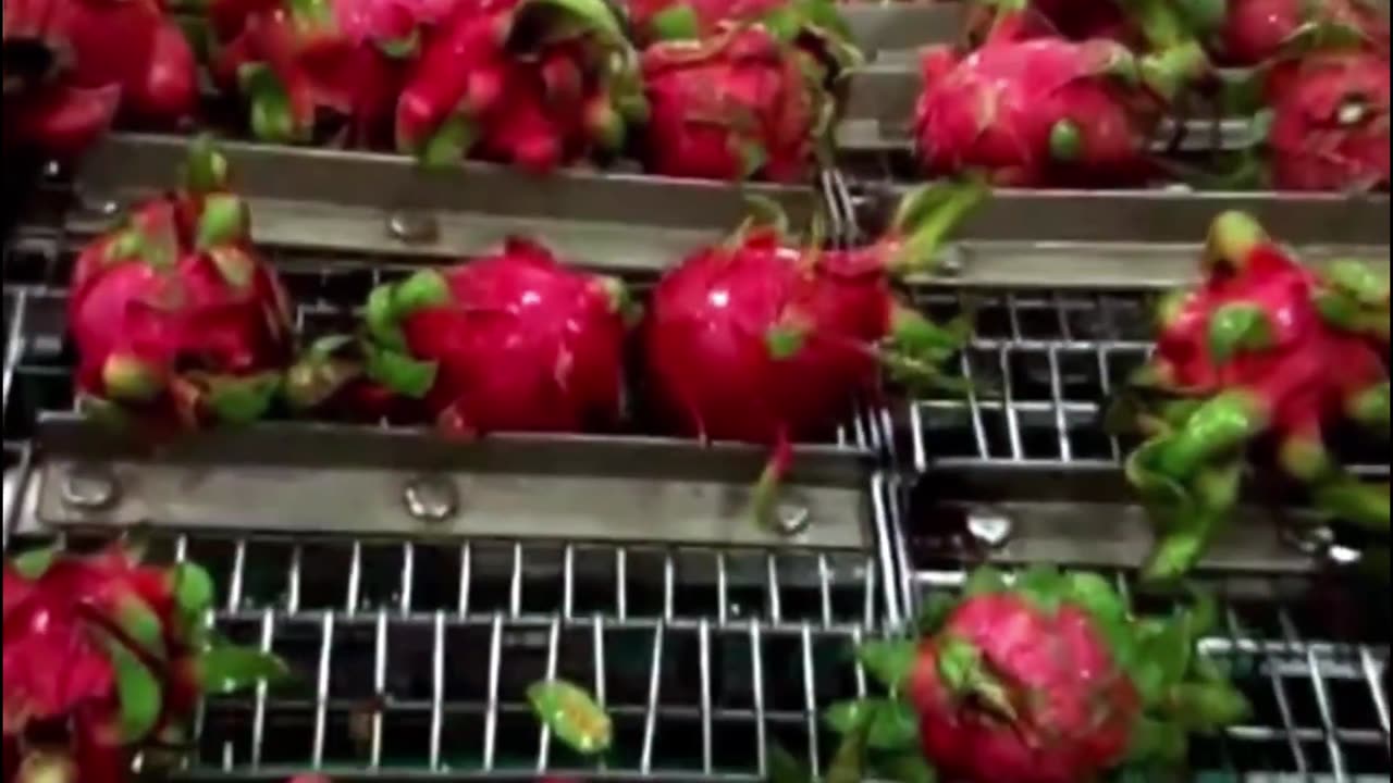 Amazing Modern Dragon Fruit Processing