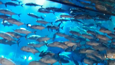 Dubai Aquarium