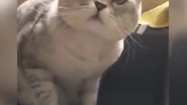 Funny Cats