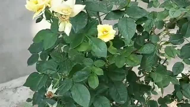 Beautiful flowers