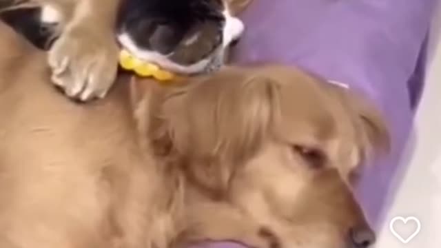 Dogs have big hearts I tell u.