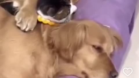 Dogs have big hearts I tell u.
