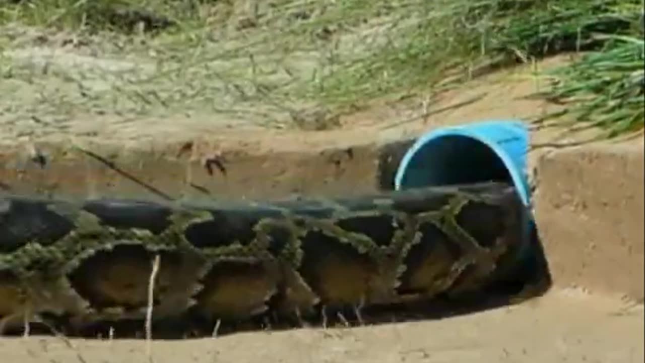 Primitive technology - Build UndergroundSnake Trap Using Tray & Chicken Catch BigSnake