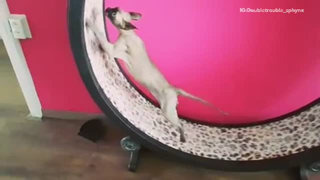 Siamese cat pink hamster wheel