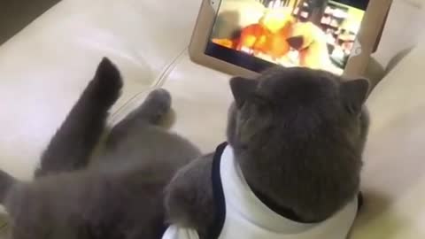 The cat watching others cat Video 🤣🤣 it so funny😁😁