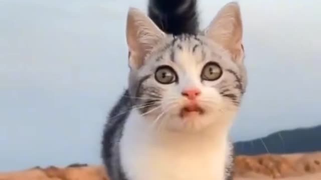 Cat 🚶 🥺❤