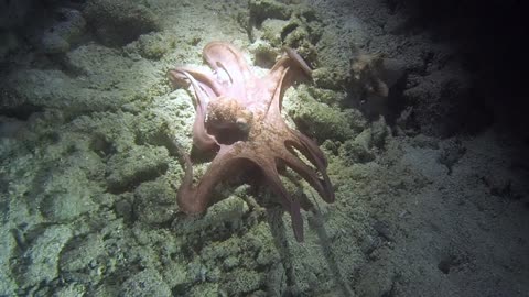 Tobacco Caye, Belize - Day & Night Snorkel, Night Scuba Dive