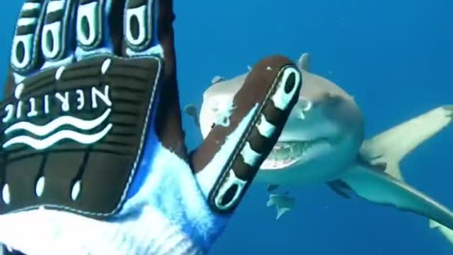 shark natgeo 1