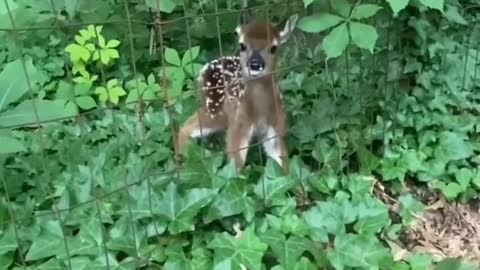 Hopefully its mom will find this baby deer