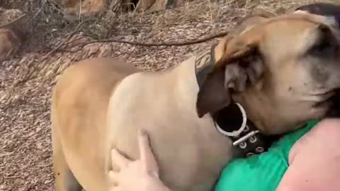 Big Boerboel taking cuddles