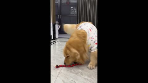 Funny animal