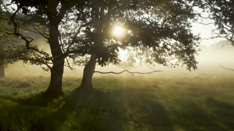 Morning forest! Sounds that will help you relieve stress! Meditation music to relaxing sleep!