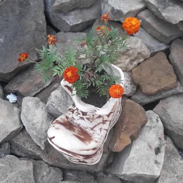 Marigold in a boot