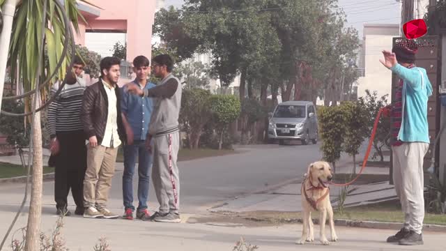 Real Dog Bark Prank Prank in Pakistan Smarties Prank TV