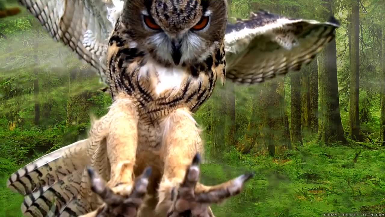 owl opening those wings